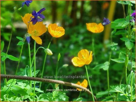 Meconopsis cambrica | Schijnpapaver | Kambrischer Scheinmohn | Himalayan Poppy