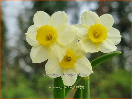 Narcissus &#039;Minnow&#039; | Narcis | Alpenveilchenartige Narzisse | Daffodil