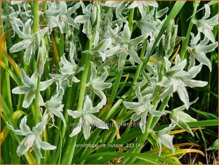 Ornithogalum nutans | Knikkende vogelmelk, Vogelmelk | Nickender Milchstern | Silver Bells