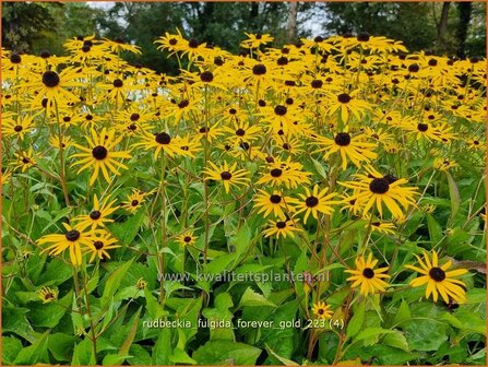 Rudbeckia fulgida 'Forever Gold' | Zonnehoed | Gew&ouml;hnlicher Sonnenhut | Black Eyed Susan