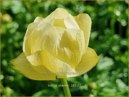 Trollius 'Cheddar' | Globebloem, Kogelbloem | Trollblume | Globeflower