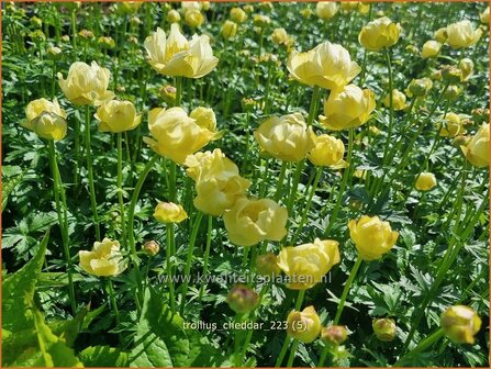 Trollius 'Cheddar' | Globebloem, Kogelbloem | Trollblume | Globeflower