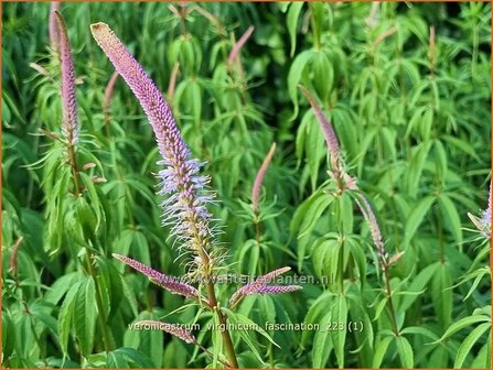 Veronicastrum virginicum &#039;Fascination&#039; | Virginische ereprijs, Zwarte ereprijs, Naaldereprijs | Kandelaberehrenpreis 