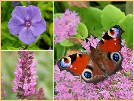 Quadratmeter Paket - Schmetterlinge - Stauden - Square metre package - Butterflies