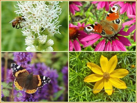 Quadratmeter Paket - Schmetterlinge - Stauden