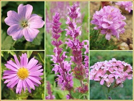 Quadratmeter Paket - Rosa - Stauden