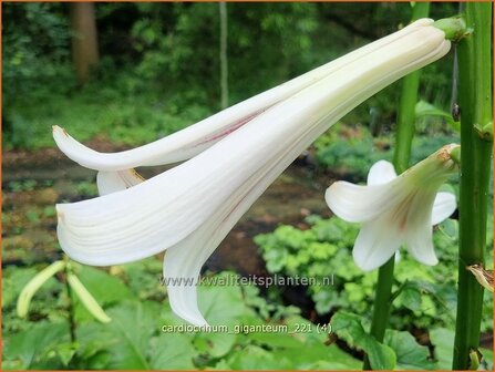 Cardiocrinum giganteum | Himalaya-lelie, Reuzenlelie | Himalaya-Riesenlilie | Giant Himalayan Lily