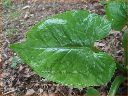 Cardiocrinum giganteum | Himalaya-lelie, Reuzenlelie | Himalaya-Riesenlilie | Giant Himalayan Lily