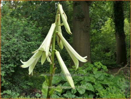 Cardiocrinum giganteum | Himalaya-lelie, Reuzenlelie | Himalaya-Riesenlilie | Giant Himalayan Lily