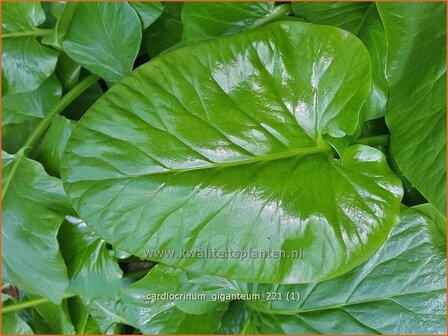 Cardiocrinum giganteum | Himalaya-lelie, Reuzenlelie | Himalaya-Riesenlilie | Giant Himalayan Lily