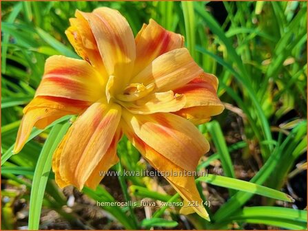 Hemerocallis fulva &#039;Kwanso&#039; | Bruine daglelie, Daglelie | Bahnw&auml;rter Taglilie