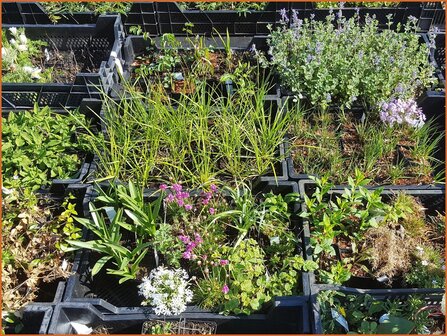 &Uuml;berraschungspaket - Mixpaket Pflanzen Stauden - Surprise Pack - Mixpack Perennials