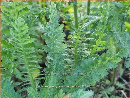 Achillea 'Sassy Summer Lemon' | Duizendblad | Garbe | Yarrow
