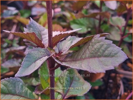 Heliopsis helianthoides 'Luna Roja' | Zonneoog | Gew&ouml;hnliches Sonnenauge | Rough Heliopsis