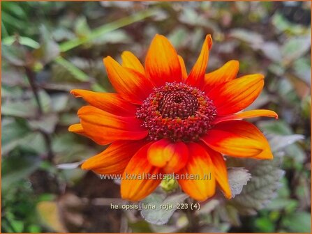 Heliopsis helianthoides 'Luna Roja' | Zonneoog | Gew&ouml;hnliches Sonnenauge | Rough Heliopsis