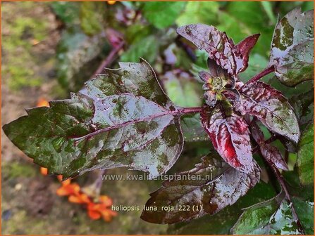 Heliopsis helianthoides 'Luna Roja' | Zonneoog | Gew&ouml;hnliches Sonnenauge | Rough Heliopsis