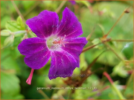Geranium nodosum &#039;Tony&#039;s Talisman&#039; | Knopige ooievaarsbek, Ooievaarsbek, Tuingeranium, Geranium | Bergwald