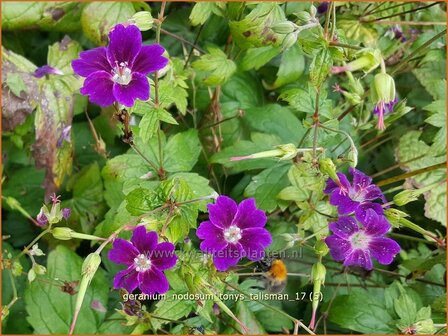 Geranium nodosum &#039;Tony&#039;s Talisman&#039; | Knopige ooievaarsbek, Ooievaarsbek, Tuingeranium, Geranium | Bergwald