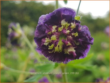 Geranium phaeum 'Joseph Green' | Donkere ooievaarsbek, Ooievaarsbek, Tuingeranium, Geranium | Brauner Storchschna