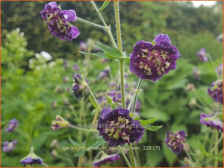 Geranium phaeum 'Joseph Green' | Donkere ooievaarsbek, Ooievaarsbek, Tuingeranium, Geranium | Brauner Storchschna