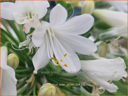 Agapanthus 'Ever White' | Afrikaanse lelie, Kaapse lelie, Liefdesbloem, Blauwe tuberoos | Schmucklilie | African Lily