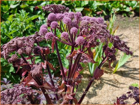 Angelica sylvestris 'Ebony' | Gewone engelwortel, Engelwortel | Wald-Engelwurz | Wild Angelica