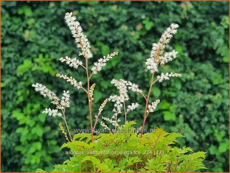 Aruncus aethusifolius &#039;Elegance&#039; | Kleine geitenbaard, Geitenbaard | Kleiner Gei&szlig;bart | Dwarf Goat&#039;