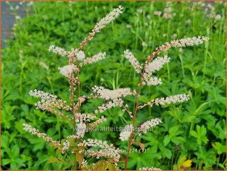 Aruncus 'Misty Lace' | Geitenbaard | Gei&szlig;bart | Goat's Beard