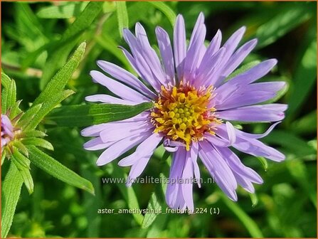 Aster amethystinus 'Freiburg' | Aster | Kleinbl&uuml;tige Herbst-Aster | Amethyst Aster