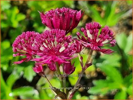 Astrantia major 'Night Owl' | Zeeuws knoopje, Groot sterrenscherm | Gro&szlig;e Sterndolde | Greater Masterwort