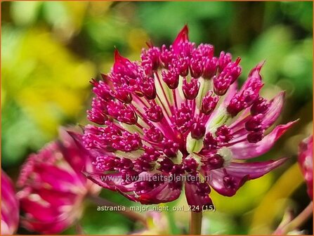 Astrantia major 'Night Owl' | Zeeuws knoopje, Groot sterrenscherm | Gro&szlig;e Sterndolde | Greater Masterwort