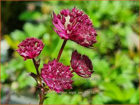 Astrantia major 'Night Owl' | Zeeuws knoopje, Groot sterrenscherm | Gro&szlig;e Sterndolde | Greater Masterwort