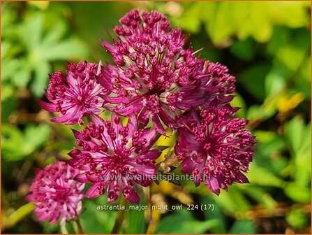 Astrantia major 'Night Owl' | Zeeuws knoopje, Groot sterrenscherm | Gro&szlig;e Sterndolde | Greater Masterwort