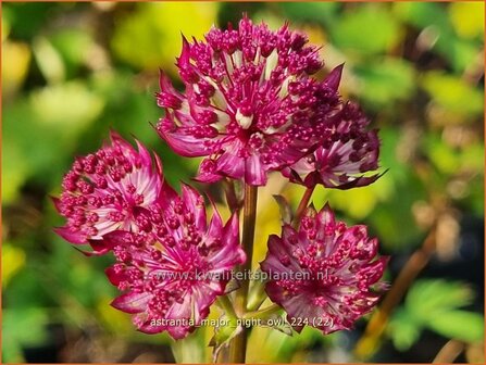 Astrantia major 'Night Owl' | Zeeuws knoopje, Groot sterrenscherm | Gro&szlig;e Sterndolde | Greater Masterwort
