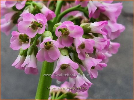 Bergenia &#039;Oeschberg&#039; | Schoenlappersplant, Olifantsoor | Bergenie | Elephant&#039;s Ears