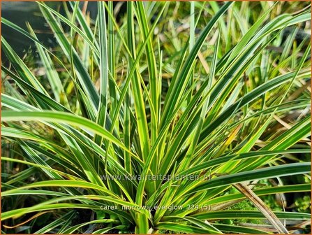 Carex morrowii 'Everglow' | Japanse zegge, Zegge | Japan-Segge | Japanese Sedge