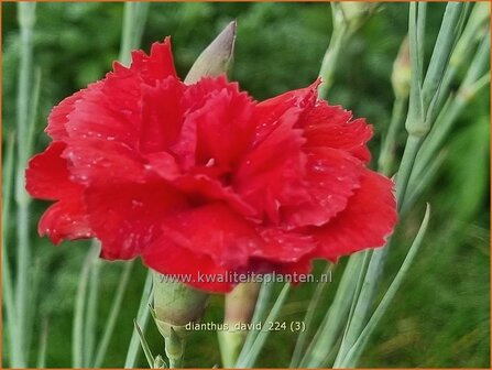 Dianthus &#039;David&#039; | Grasanjer, Anjer | Federnelke | Cottage Pink