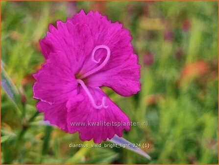 Dianthus &#039;Vivid Bright Light&#039; | Anjer | Nelke | Carnation
