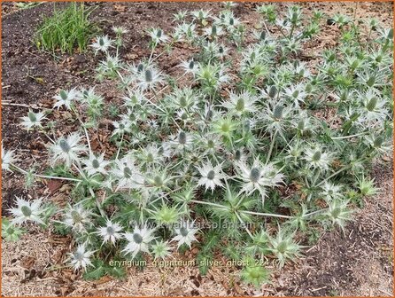 Eryngium giganteum &#039;Silver Ghost&#039; | Ivoordistel, Reuzenkruisdistel, Kruisdistel | Elfenbein-Mannstreu | Giant Sea Hol