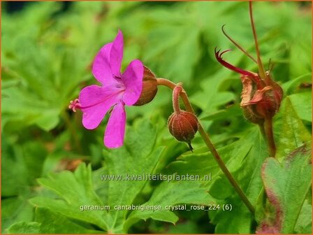 Geranium cantabrigiense &#039;Crystal Rose&#039; | Ooievaarsbek, Tuingeranium, Geranium | Cambridge-Storchschnabel | Cranesbill