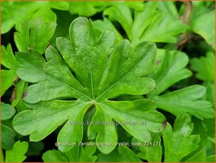 Geranium cantabrigiense &#039;Crystal Rose&#039; | Ooievaarsbek, Tuingeranium, Geranium | Cambridge-Storchschnabel | Cranesbill