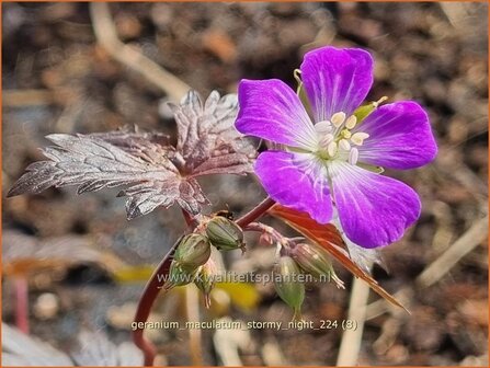 Geranium maculatum &#039;Stormy Night&#039; | Gevlekte ooievaarsbek, Ooievaarsbek, Tuingeranium, Geranium | Amerikanischer Stor