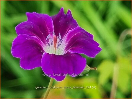 Geranium nodosum &#039;Tony&#039;s Talisman&#039; | Knopige ooievaarsbek, Ooievaarsbek, Tuingeranium, Geranium | Bergwald