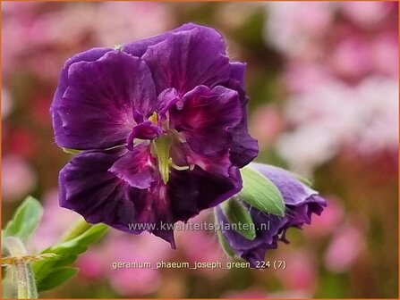 Geranium phaeum 'Joseph Green' | Donkere ooievaarsbek, Ooievaarsbek, Tuingeranium, Geranium | Brauner Storchschna