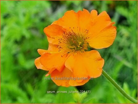 Geum 'Prinses Juliana' | Nagelkruid | Nelkenwurz | Avens