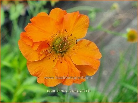 Geum 'Prinses Juliana' | Nagelkruid | Nelkenwurz | Avens
