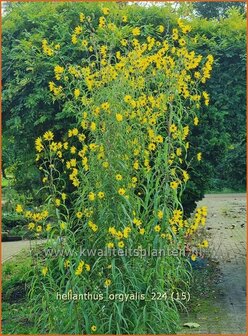Helianthus orgyalis