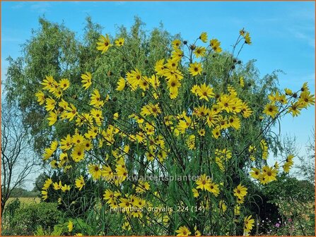 Helianthus orgyalis