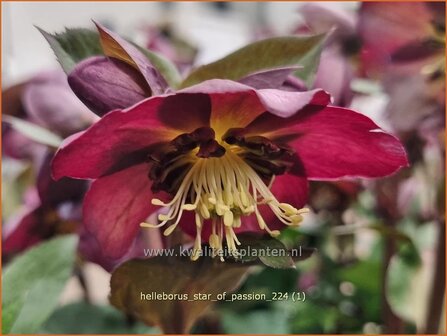 Helleborus 'Star of Passion' | Kerstroos, Lenteroos, Vastenroos, Nieskruid | Lenzrose | Lenten Rose