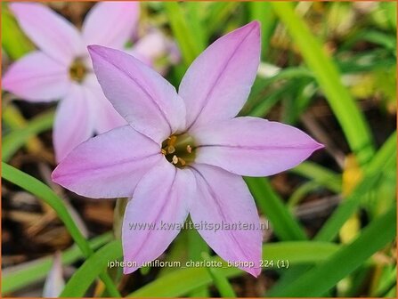 Ipheion uniflorum &#039;Charlotte Bishop&#039; | Oudewijfjes, Voorjaarsster | Einbl&uuml;tiger Fr&uuml;hlingsstern | Spring Starflower
